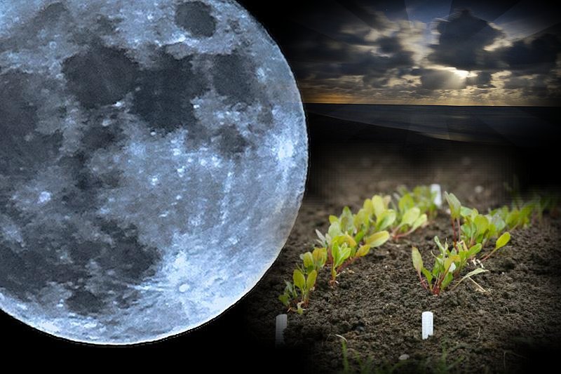 Лунный календарь садовода и огородника. 2-20 декабря