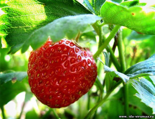 Ремонтантная клубника: сорта повышенной урожайности, плодоносящие до заморозков