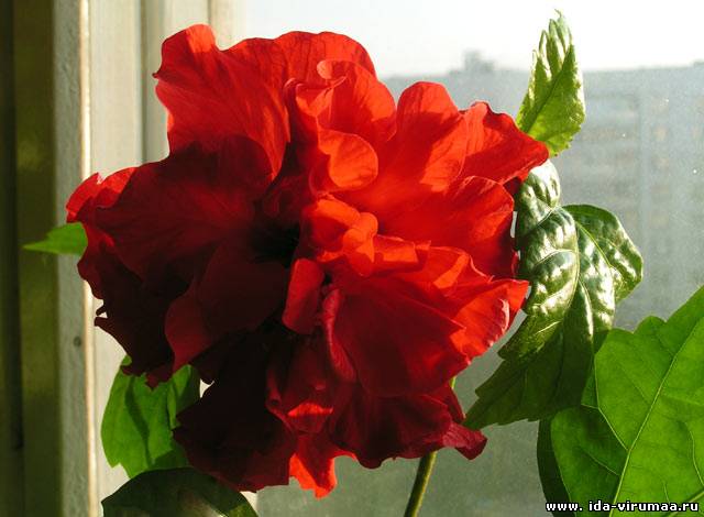 Китайская роза. Как вырастить ее в домашних условиях?