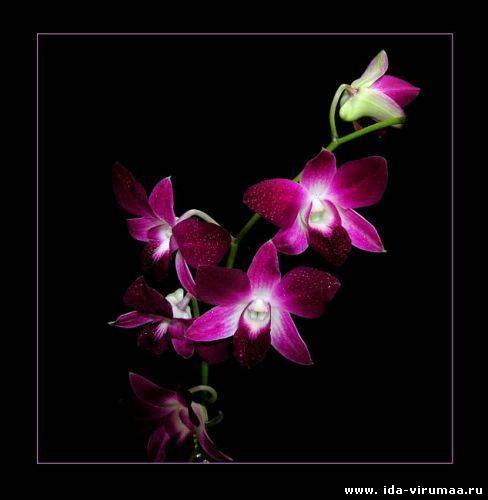 Проблемы цветения: почему у орхидеи вянут цветы