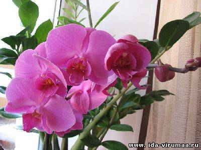 Как спасти орхидею при загнивании корней