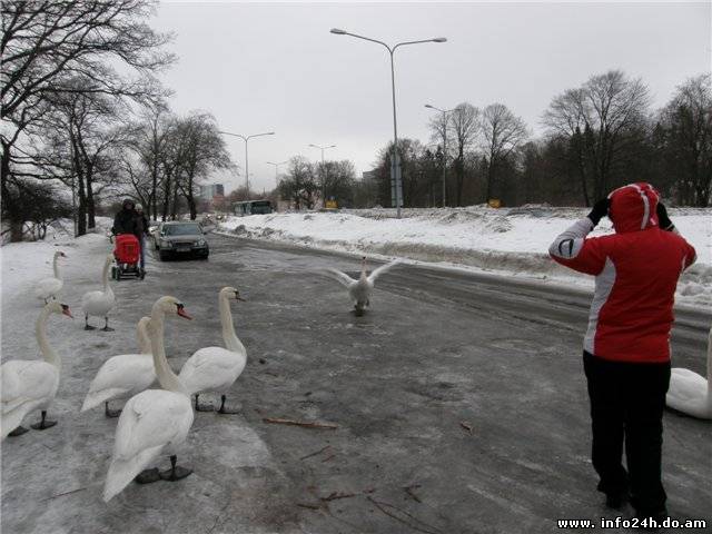 Фото: Голодные лебеди атакуют улицы Таллинна